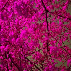 In Awe of How the Flowers Grow Spring set 2025