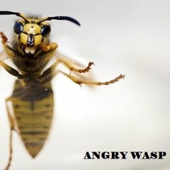 ANGRY WASP