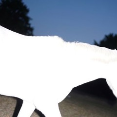 Witehorse (prod. leahy)