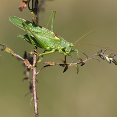 Great Green Bush - Cricket - MixPre - 5982