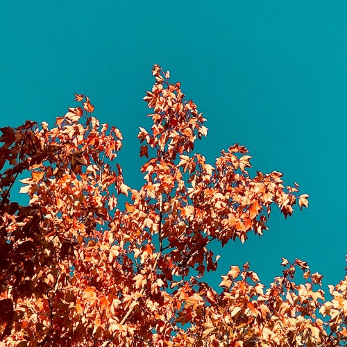 FALL