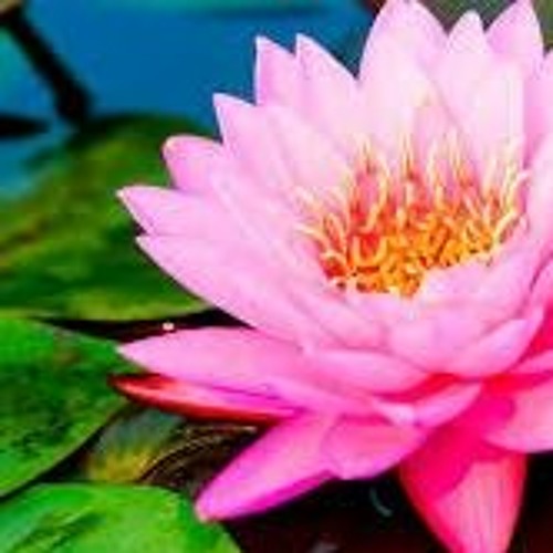 Stream Download YouTube Videos with Zen YouTube Download The Best