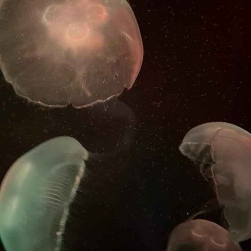 Want You (feat. Devin's World)
