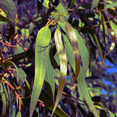 Acacia Komodo - Calyptra