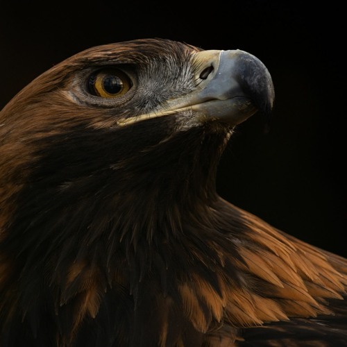Golden Eagle by Tim Ohta - Vinyl Only