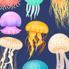 Otherworld 2025 : Jellyfish Lounge Mix