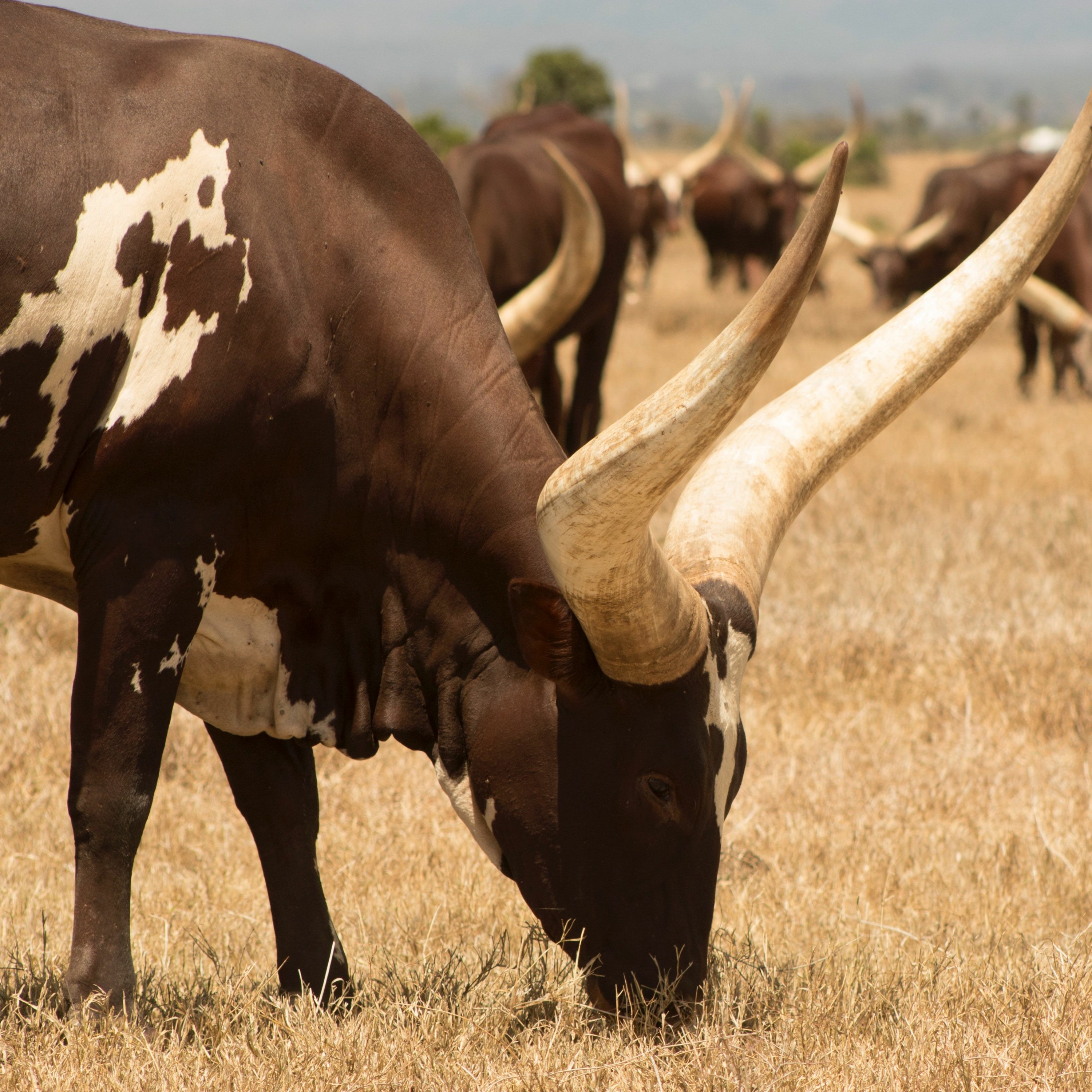 African Tech Roundup