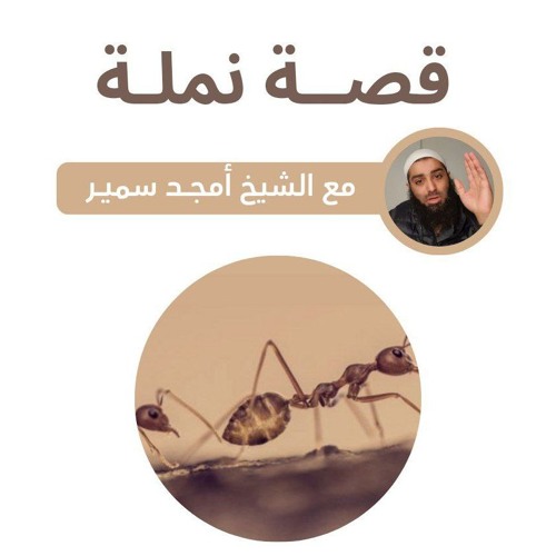 قصة نملة - الشيخ أمجد سمير