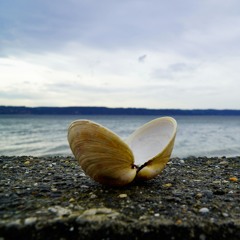 shell