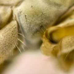 Hives II