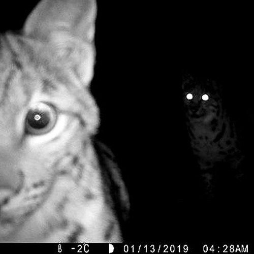 9mm (p. owleeng/narxi)