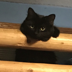 BABY dont  LET ME GO