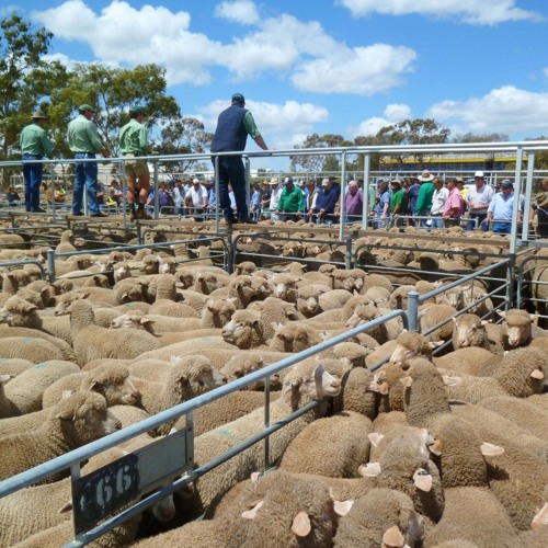 Plemo reads the weekly Livestock report - Wednesday the 14th of May, 2025