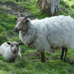 ORFC Presentation 2024.