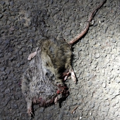 Splattered Rat (acidulated version)