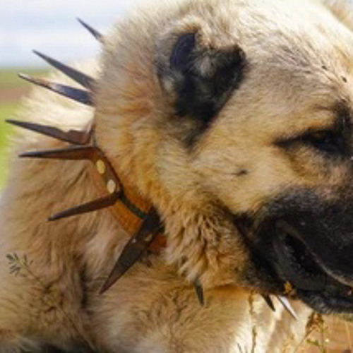 So Crazy [ SHOTTi + Tek lintowe ]