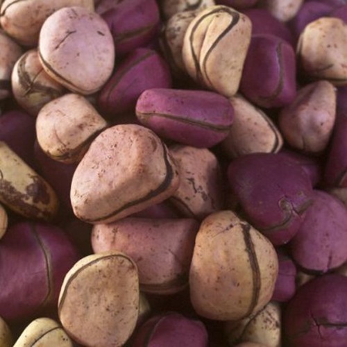 Kola