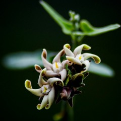 Nicolsky - Haztelapista 24