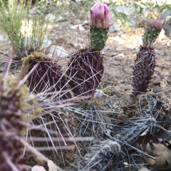 06-06-20_loops - 6/6/20, 4.59 PM