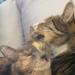 Take on Me ~ a-ha cover