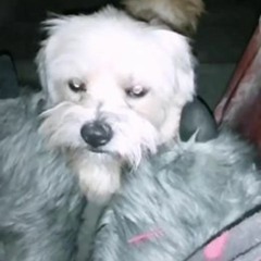 FACELESS BOY x DORMIO x MISHAAL- somebodies side (Asca1234 remix)