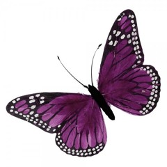 Schmetterling (Rango_Tempo Edit)