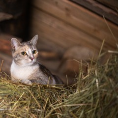 Колыбельная Берлоги