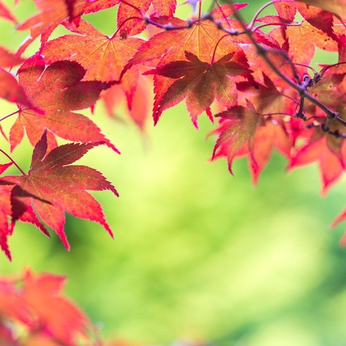 Autumn Rewerk 2024