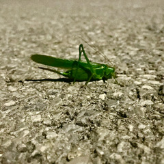 Crickets in the mountain/Щурци в планината