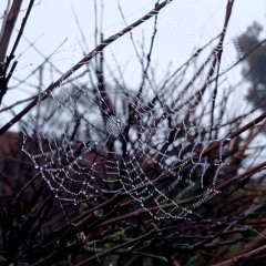 Untitled - Who's Cody