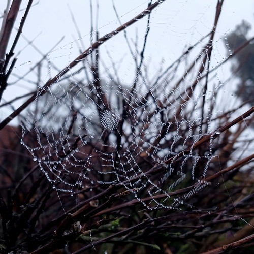 Untitled - Who's Cody