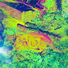 heliotropic beatscape