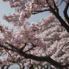 Sakura [FREE DL]