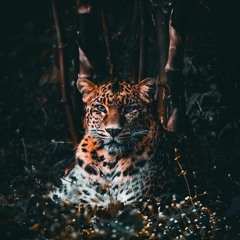 Welcome to the Jungle ll Warmup - Austin Ecstatic Rhythms - 3.17.2024