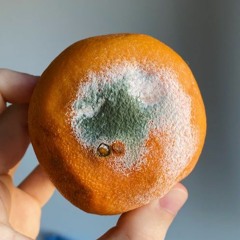 Everybody's Weird Except Me