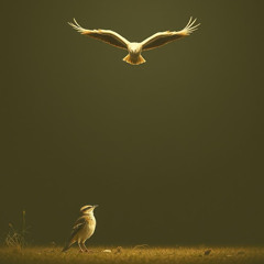 Eagles are Overrated