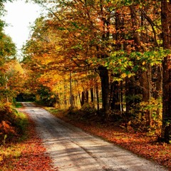 Fall Leaves