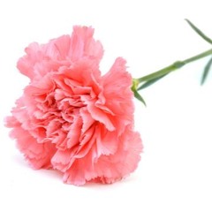 Bass - Tech House Mix V1.0.3