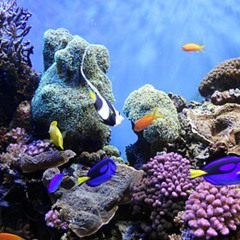 Coral Reef