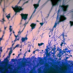 Late Afternoon
