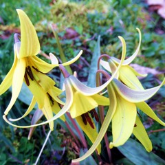 Dancing with the Trout Lilies