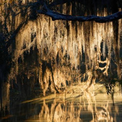 Spanish Moss