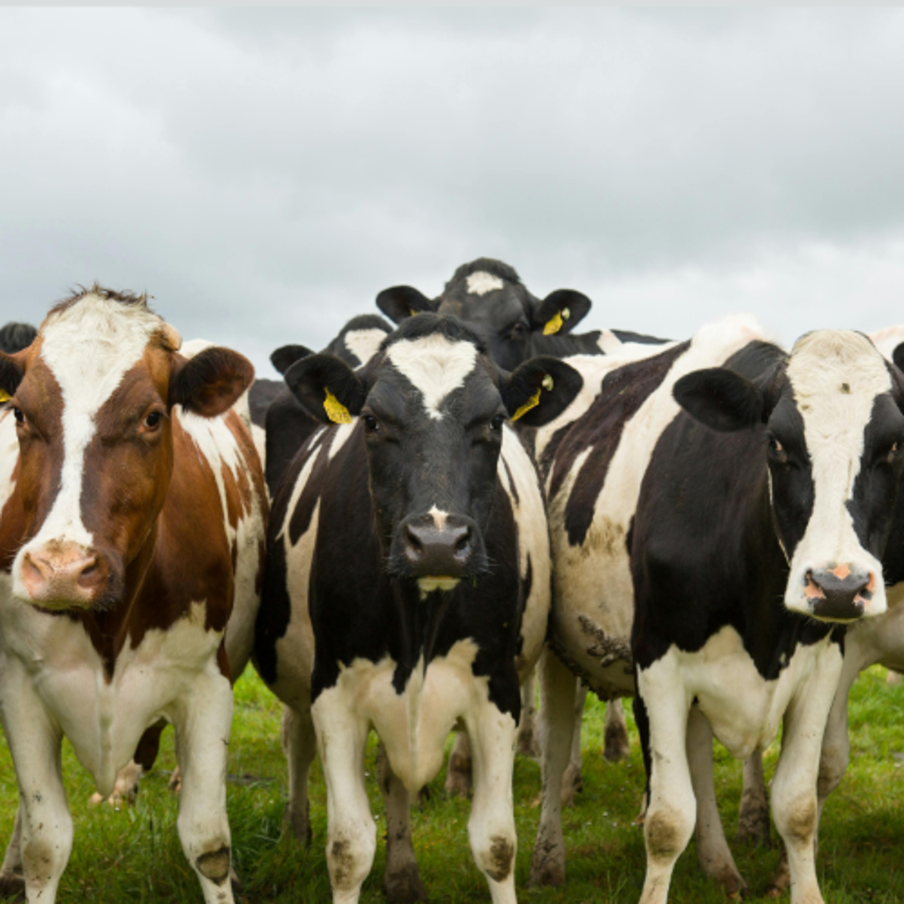 Clare Women Farmers Urge All To Join The Upcoming Clare IFA Public Meeting