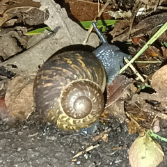 snail grrrl (demo)