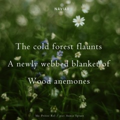 haiku #490: The cold forest flaunts / A newly webbed blanket of / Wood anemones