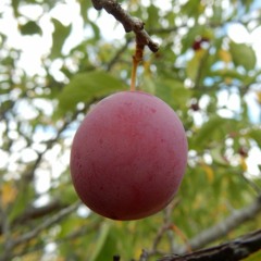 Native Plum, Won't You Come?