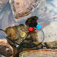 Periwinkles Duet