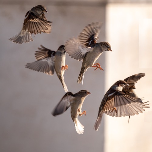 Let There Be Sparrows, Then (2022)