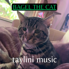 bagel the cat