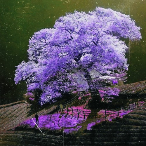 ʄɛɛʟ ռօռɛ, ʟօʋɛ ռօռɛ